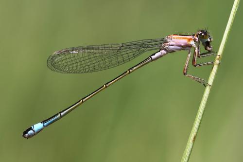 Ischnura elegans